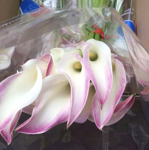 海芋.马里奥（粉边） 商品图0