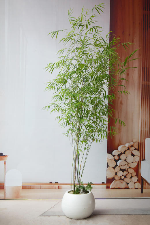 内门竹 商品图0