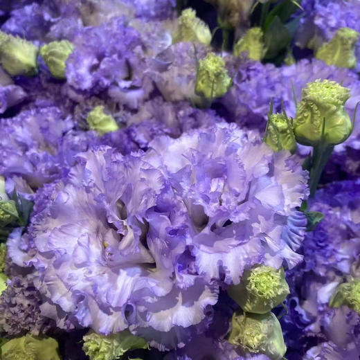 A级洋桔梗. 农民浅紫 商品图2