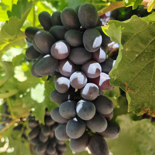 黑香妃葡萄是新疆特有的品种，老品种！甜度高，有淡淡香味，无籽，花青素含量比一般葡萄要高！净约4斤/箱 商品图1