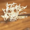 福建古田银耳丝|低温烘干，泡发率高，嫩滑爽口，无熏硫无杂质 商品缩略图2