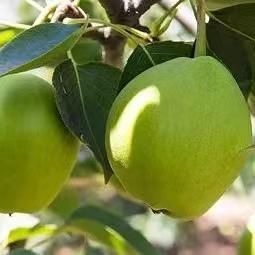 【云南早酥梨】清脆多汁 肉质酥脆 酸甜多汁 果形饱满 表面光滑 口感细腻 口感丰富 2种规格任选 商品图0