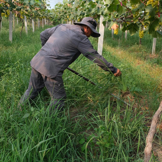 《活动：多送1斤+再送2颗土鸡蛋》【记忆中的味道】辽峰葡萄5斤精剪装 生态种植、限产栽培、自然成熟，巨峰升级版，黄金酸甜比，易剥皮【发顺丰，生鲜发出不退不改不转寄】 商品图6