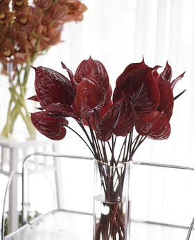 【彩掌】尼诺  深咖啡色  单枝