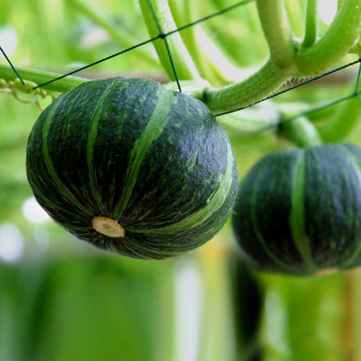 【山东新鲜栗味贝贝南瓜】贝贝南瓜5斤粉糯板栗口感，越放越甜越好吃，小南瓜栗面婴儿辅食首选孕妇粉糯香甜好吃不腻QQ 商品图5