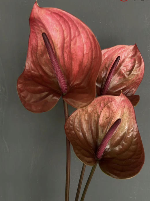 【绿光彩掌】坎泰洛  单枝（季节不同，颜色有差异） 商品图1