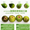 周五小区门口自提！威海青皮无花果，糖包子一枚，净约3.5斤-4斤/箱 商品缩略图3