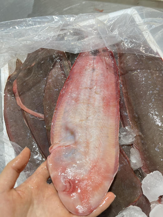 【舌鳎鱼/真龙利鱼】🌞护眼功能明显🌞已去鳞不用去皮 ，清蒸红烧香煎，只需顶部一点点内脏剪了 商品图0