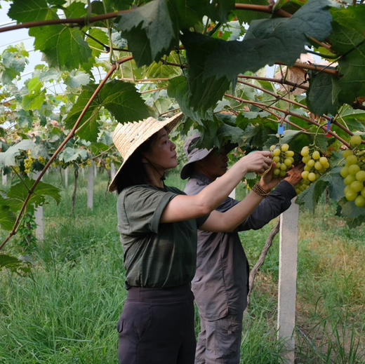 《活动：多送1斤+再送2颗土鸡蛋》【记忆中的味道】辽峰葡萄5斤精剪装 生态种植、限产栽培、自然成熟，巨峰升级版，黄金酸甜比，易剥皮【发顺丰，生鲜发出不退不改不转寄】 商品图5
