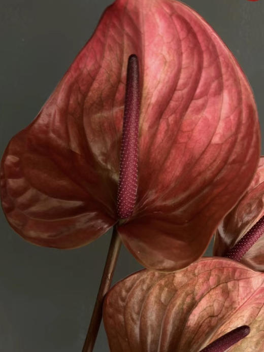 【绿光彩掌】坎泰洛  单枝（季节不同，颜色有差异） 商品图2