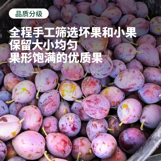 【水果届的"紫霞仙子"】软糯香甜 饱满多汁 | 新疆喀什西梅 黄钻西梅 新鲜水果 2斤/3斤 精品礼盒装 商品图2