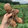 “芋中小娘子”铅山红芽芋，江西省上饶市铅山县特产，全国农产品地理标志！芋表皮暗红，有少量须毛，肉质细嫩白色，有粘液煮熟后口感细致松滑、糯香可口，它是粮食中的一种，也可当它是蔬菜！3斤/袋 商品缩略图3
