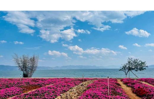 【一日游】抚仙湖自然与文化之旅 商品图5