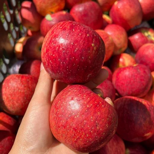 【超甜！云南昭通红露苹果】产地直发，颗颗甄选，果味清香，果肉包滿多汁，含丰富营养物质，新鲜生鲜水果L 商品图1