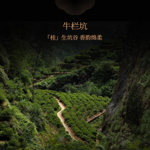 武夷瑞芳｜岩品｜牛栏坑肉桂 商品图2