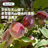 【水果届的"紫霞仙子"】软糯香甜 饱满多汁 | 新疆喀什西梅 黄钻西梅 新鲜水果 2斤/3斤 精品礼盒装 商品缩略图3