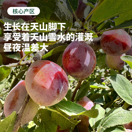 【水果届的"紫霞仙子"】软糯香甜 饱满多汁 | 新疆喀什西梅 黄钻西梅 新鲜水果 2斤/3斤 精品礼盒装 商品图3