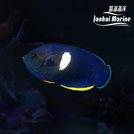 白点新娘 商品图0