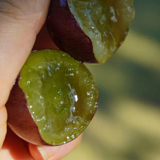 《活动：多送1斤+再送2颗土鸡蛋》【记忆中的味道】辽峰葡萄5斤精剪装 生态种植、限产栽培、自然成熟，巨峰升级版，黄金酸甜比，易剥皮【发顺丰，生鲜发出不退不改不转寄】 商品图3