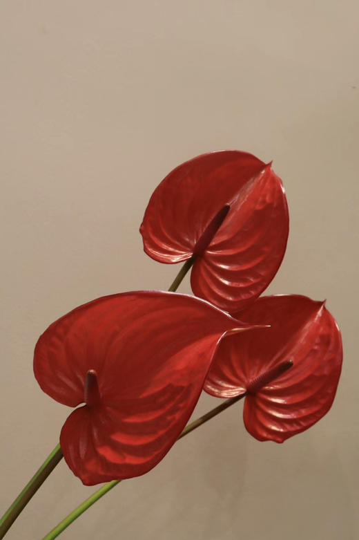 【绿光彩掌】 真爱  单枝 商品图1