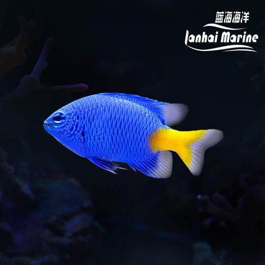 黄尾蓝魔 商品图0