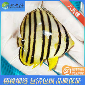 八线蝶Chaetodon octofasciatus