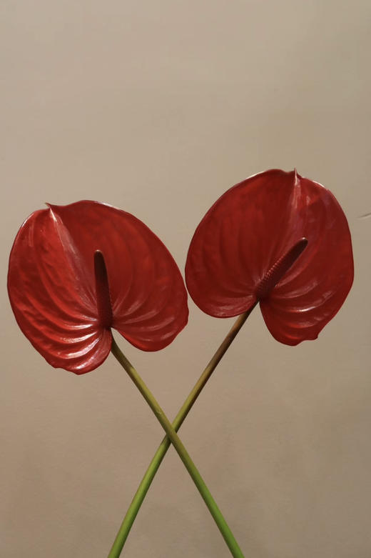 【绿光彩掌】 真爱  单枝 商品图0