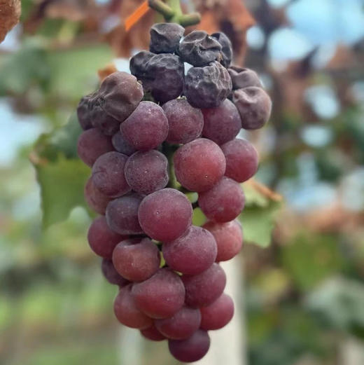 《活动：多送1斤+再送2颗土鸡蛋》【记忆中的味道】辽峰葡萄5斤精剪装 生态种植、限产栽培、自然成熟，巨峰升级版，黄金酸甜比，易剥皮【发顺丰，生鲜发出不退不改不转寄】 商品图1