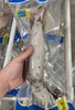 大连当地鱿鱼200-300g/条，船冻原浆鱿鱼，比陆冻的新鲜度还要高，焯水时会闻到特别鲜流大海的味道，焯水后鱿鱼肉会比生的时候还要厚一些，口感Ｑ弹，东三省包邮（省外需联系客服补运费） 商品缩略图0