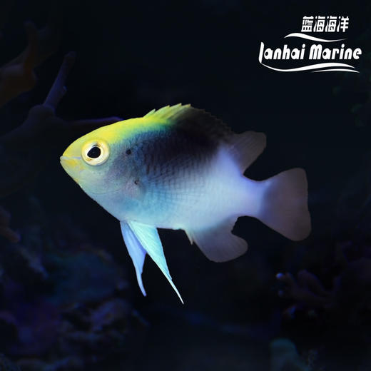 黑背魔 商品图0