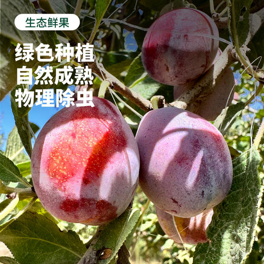 【水果届的"紫霞仙子"】软糯香甜 饱满多汁 | 新疆喀什西梅 黄钻西梅 新鲜水果 2斤/3斤 精品礼盒装 商品图1