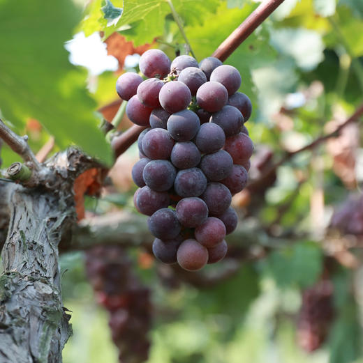 《活动：多送1斤+再送2颗土鸡蛋》【记忆中的味道】辽峰葡萄5斤精剪装 生态种植、限产栽培、自然成熟，巨峰升级版，黄金酸甜比，易剥皮【发顺丰，生鲜发出不退不改不转寄】 商品图2