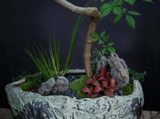 老桩造型黄荆 商品图2