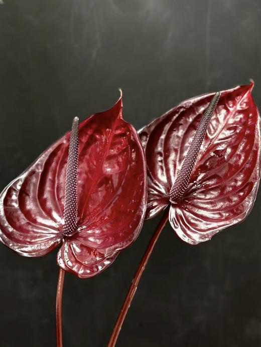 【彩掌】尼诺  深咖啡色  单枝 商品图2