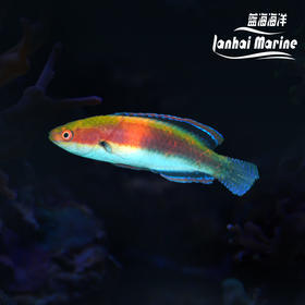 凯瑟琳雀 公