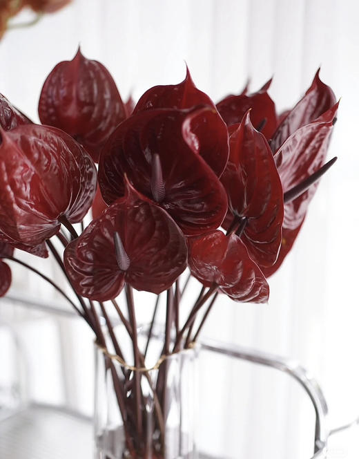 【彩掌】尼诺  深咖啡色  单枝 商品图1