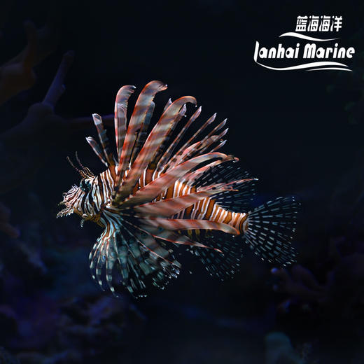 红长须狮子 商品图0