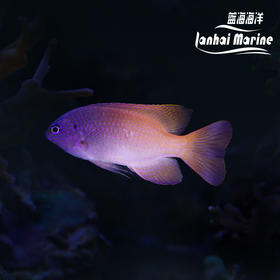 紫头粉魔