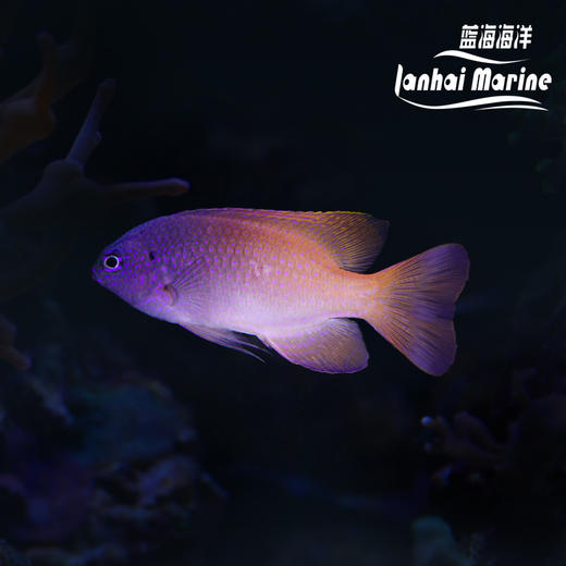 紫头粉魔 商品图0