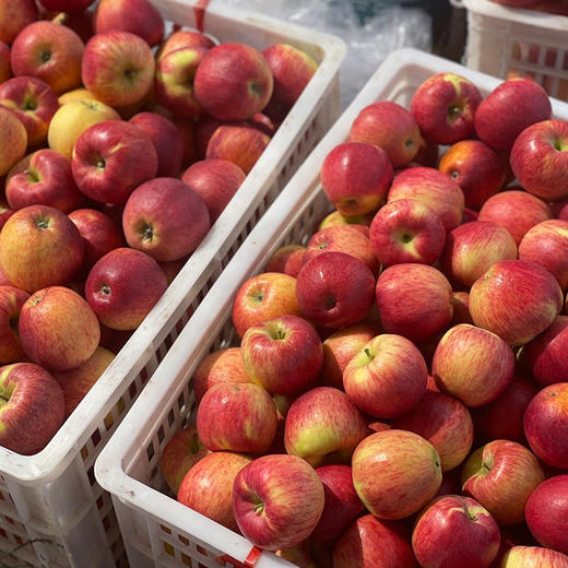 【超甜！云南昭通红露苹果】产地直发，颗颗甄选，果味清香，果肉包滿多汁，含丰富营养物质，新鲜生鲜水果L 商品图3