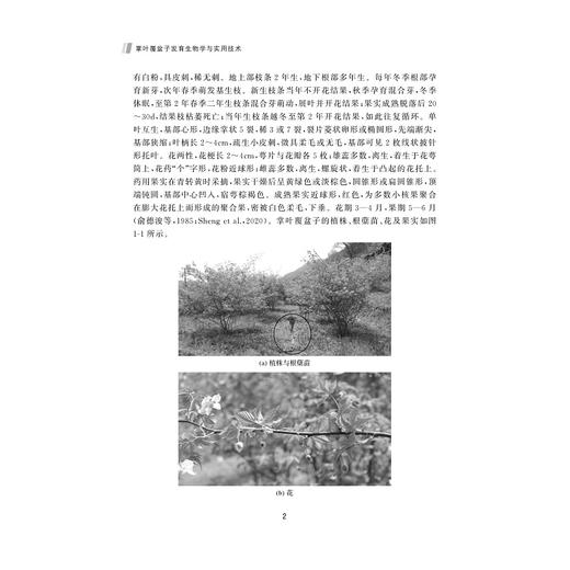 掌叶覆盆子发育生物学与实用技术/陈珍 江景勇 李小白等著/浙江大学出版社 商品图4