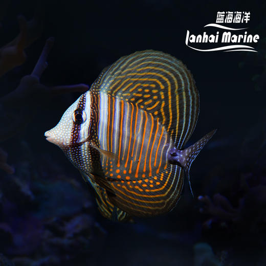 珍珠大帆吊 商品图0