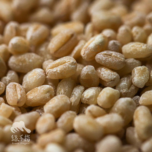 生态小麦仁 | 合作生产 *Eco sour beans | Partner Production 商品图3