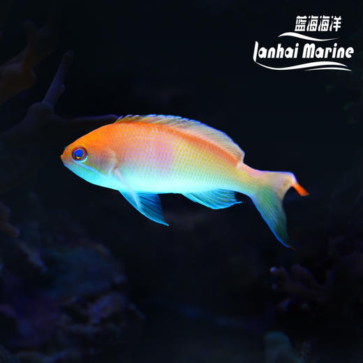 三色宝石 商品图0