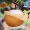 🍐🍐🍐【梨中贵族正宗秋月梨】1、果实略呈扁形，果形端正，🌿果个大。不套袋果果皮略呈青褐色，储藏后变为黄褐色 商品缩略图2