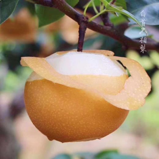 🍐🍐🍐【梨中贵族正宗秋月梨】1、果实略呈扁形，果形端正，🌿果个大。不套袋果果皮略呈青褐色，储藏后变为黄褐色 商品图2