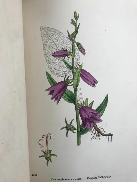 1863-1886年 英国植物志（全12卷）2560幅手工上色版画插图 真皮精装16开 商品图10