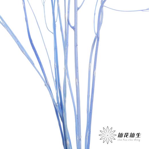 永生花材 ｜ 石草蓝 商品图3