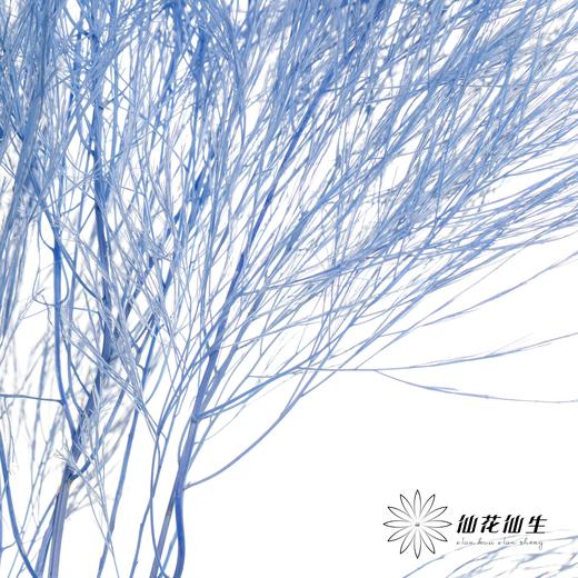 永生花材 ｜ 石草蓝 商品图2