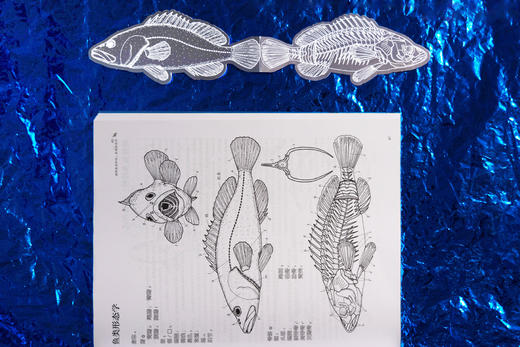 海面之下：海洋生物形态图鉴（新版） 商品图10